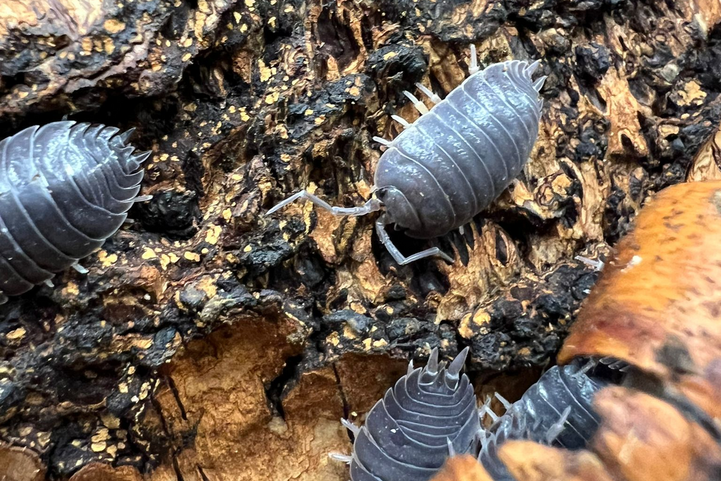 Porcellio laevis "Black"