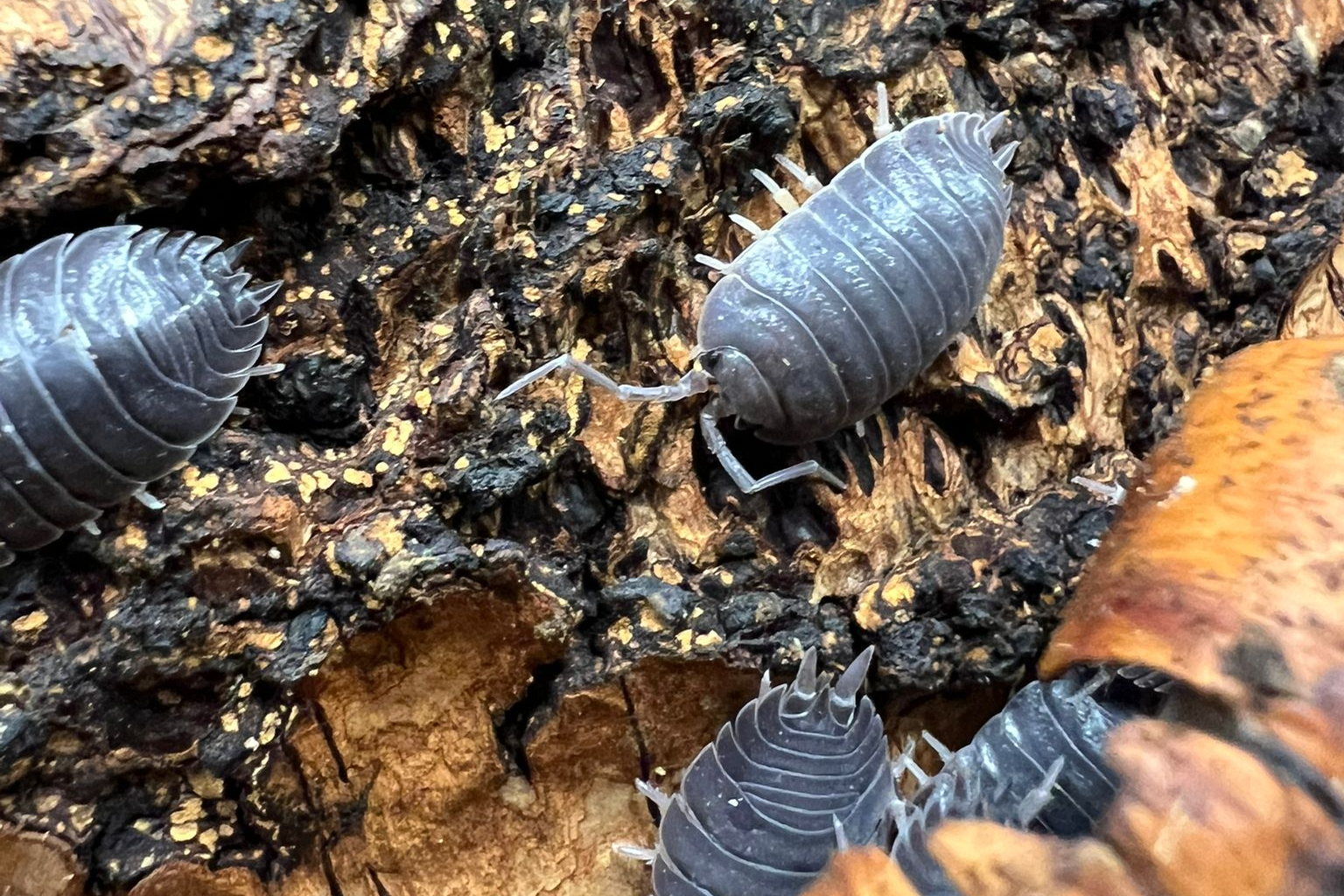 Porcellio laevis "Black"