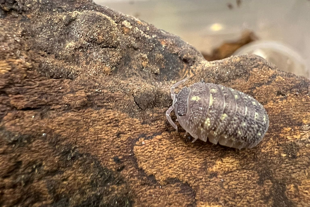 Armadillidium beieri
