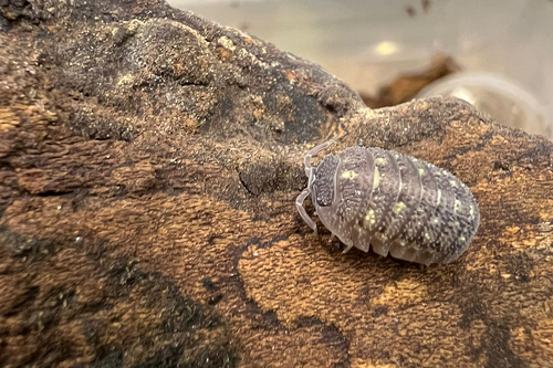 Armadillidium beieri