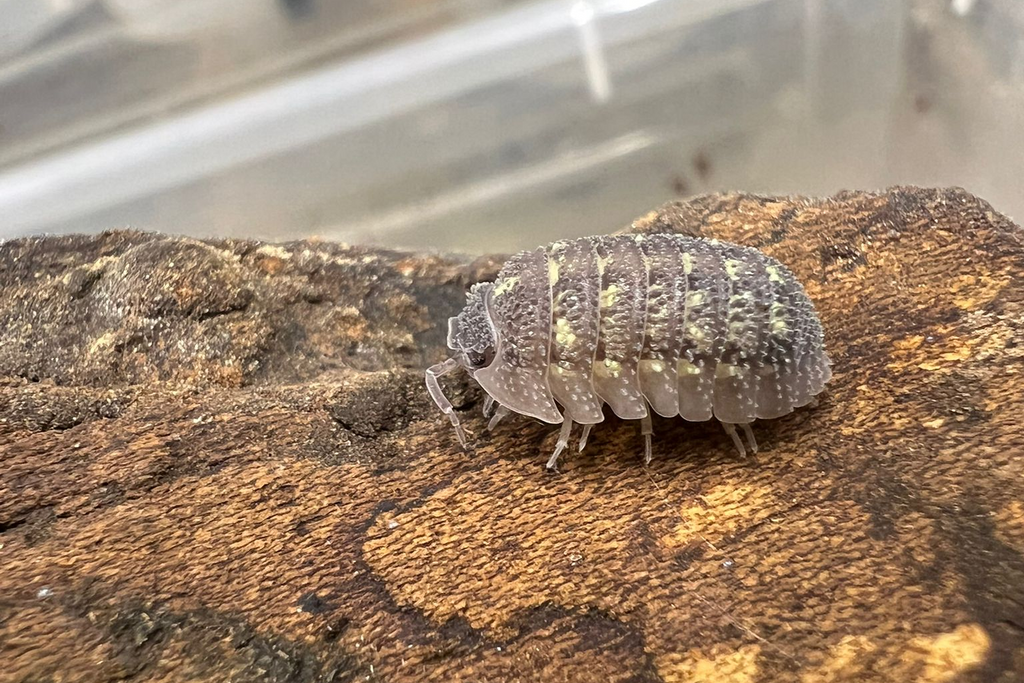 Armadillidium beieri