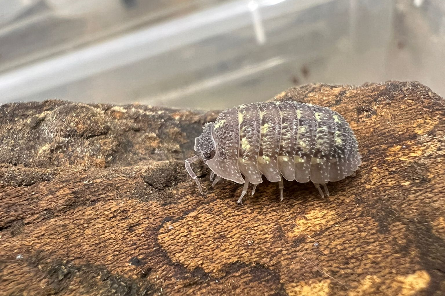 Armadillidium beieri