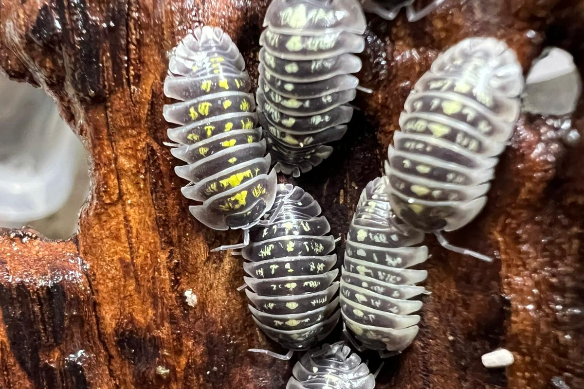 Armadillidium ruffoi
