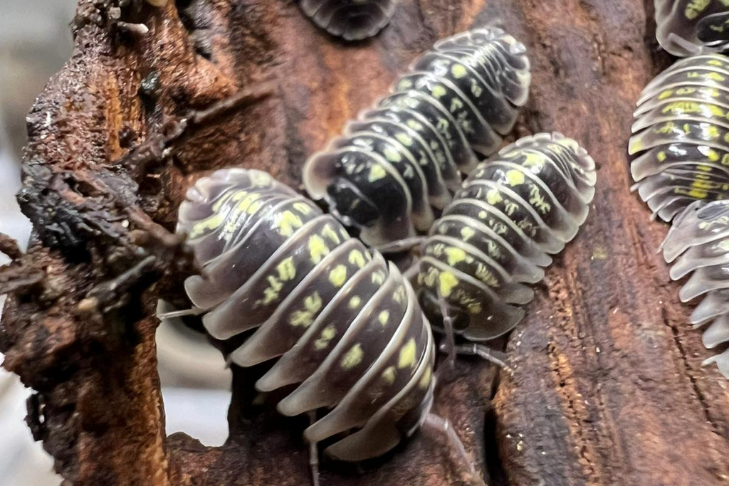 Armadillidium ruffoi