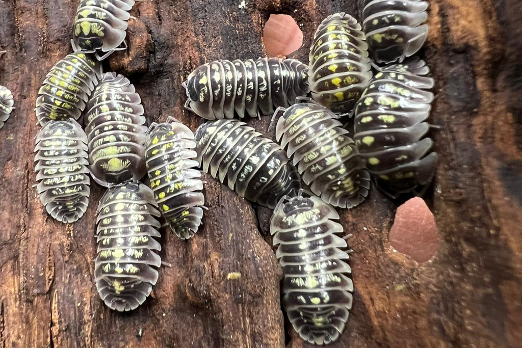 Armadillidium ruffoi