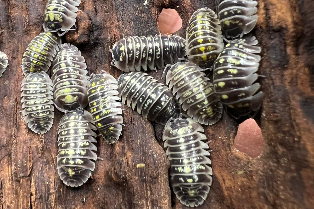 Armadillidium ruffoi