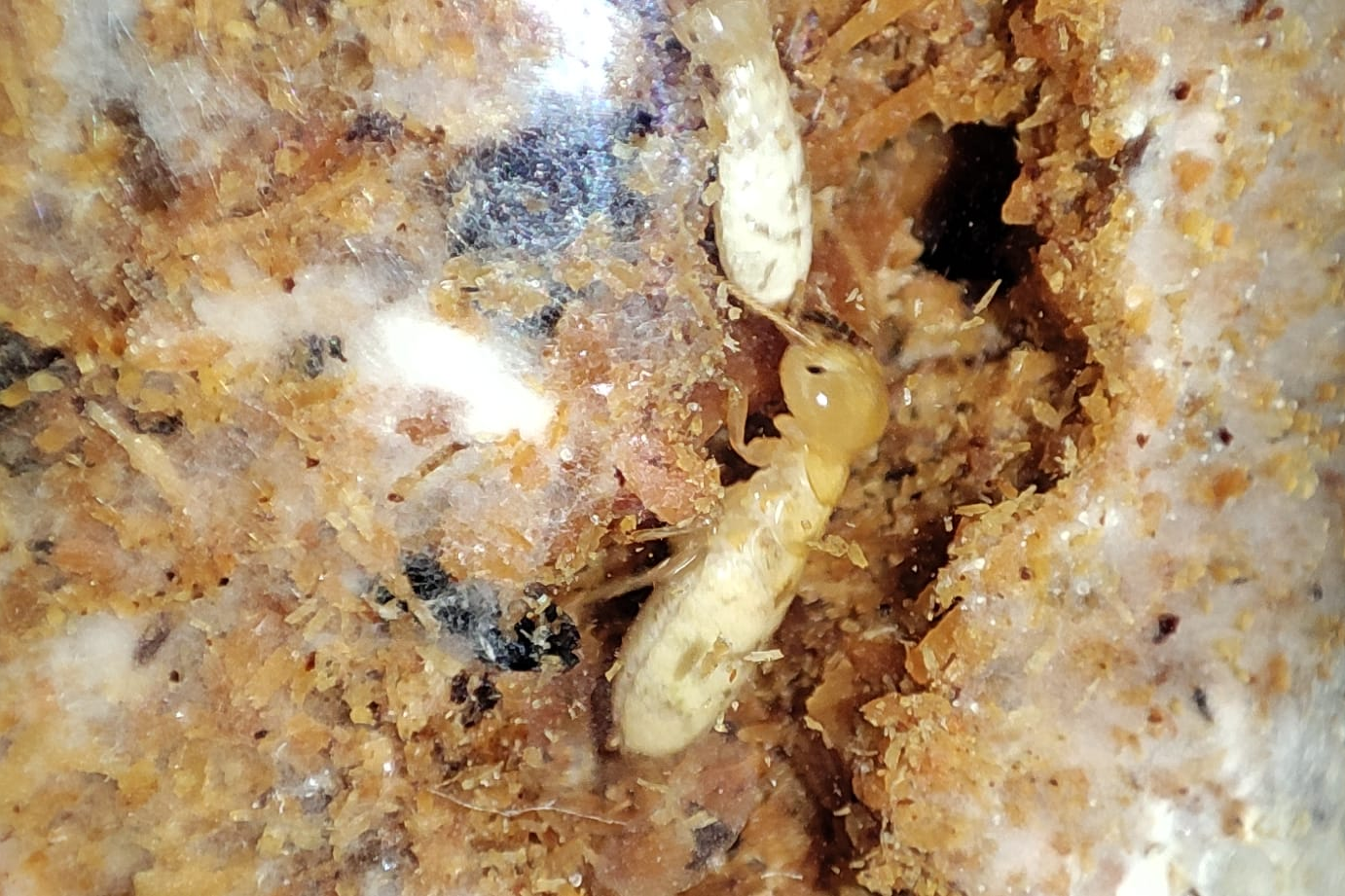 Hodotermopsis sjostedti