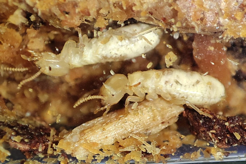 Hodotermopsis sjostedti
