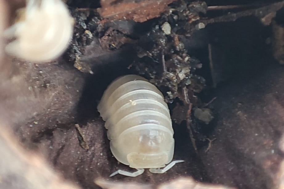 Cubaris murina "Glacier"