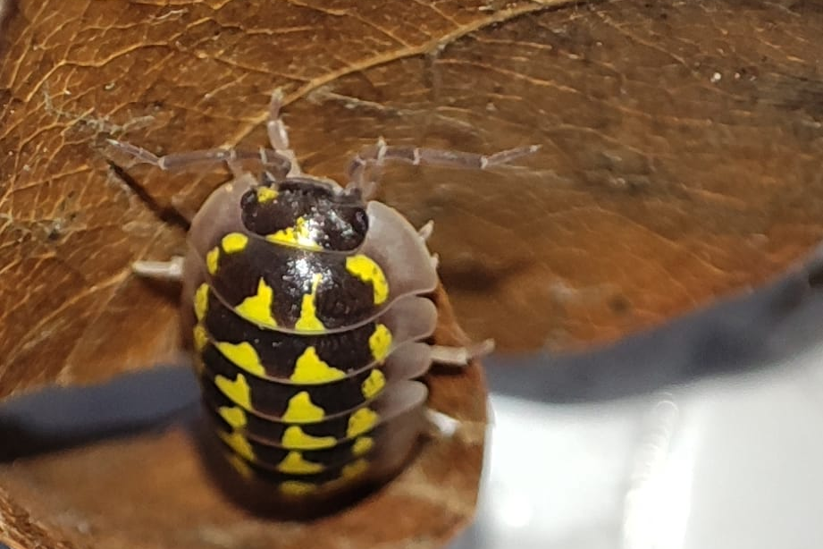 Armadillidium gestroi