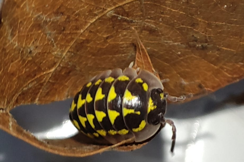 Armadillidium gestroi