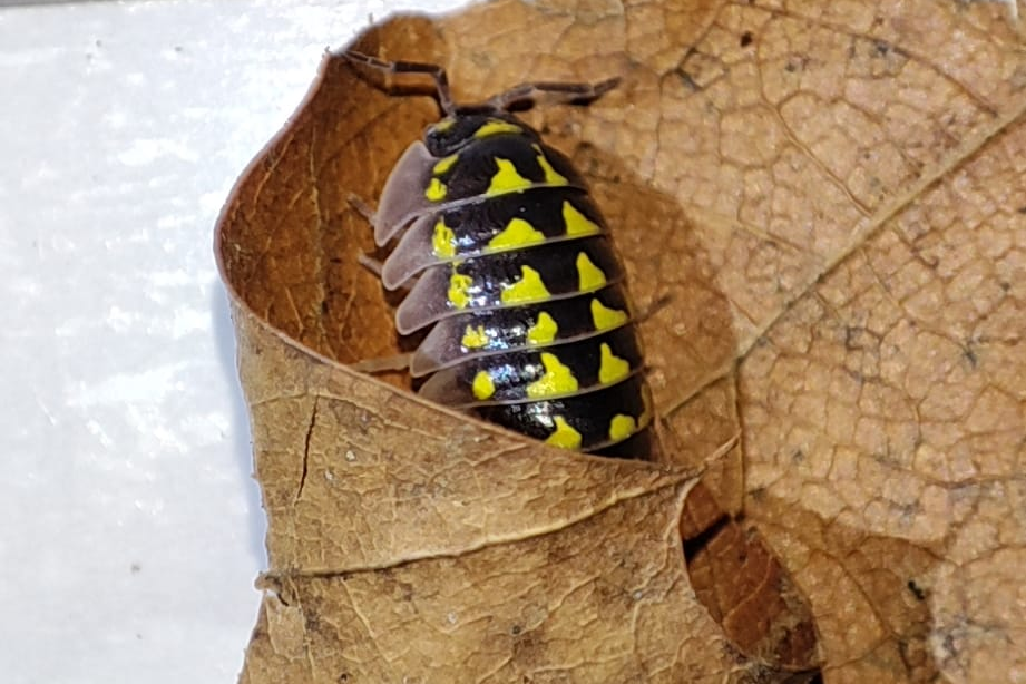 Armadillidium gestroi