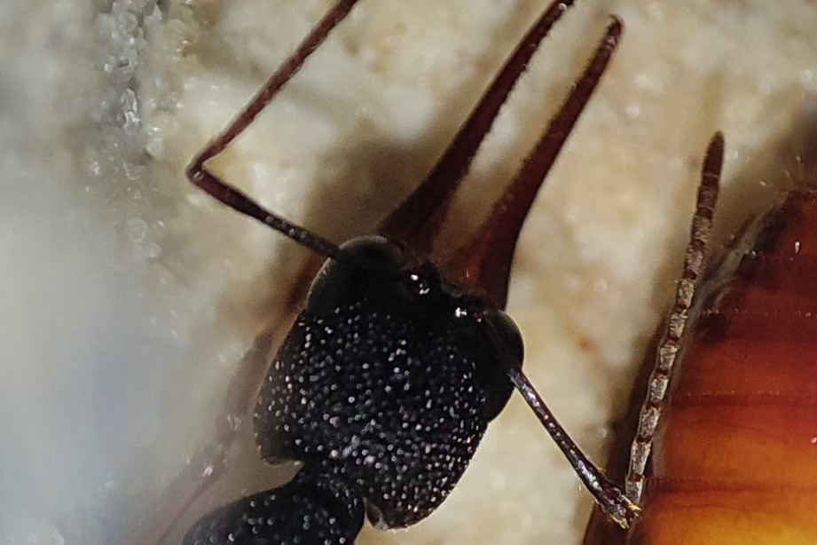 Harpegnathos venator