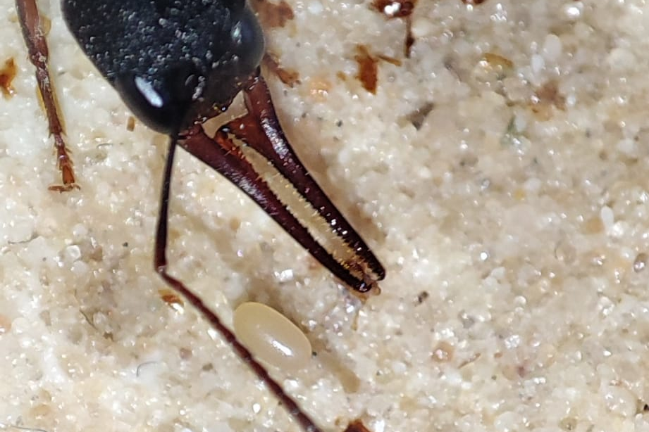 Harpegnathos venator
