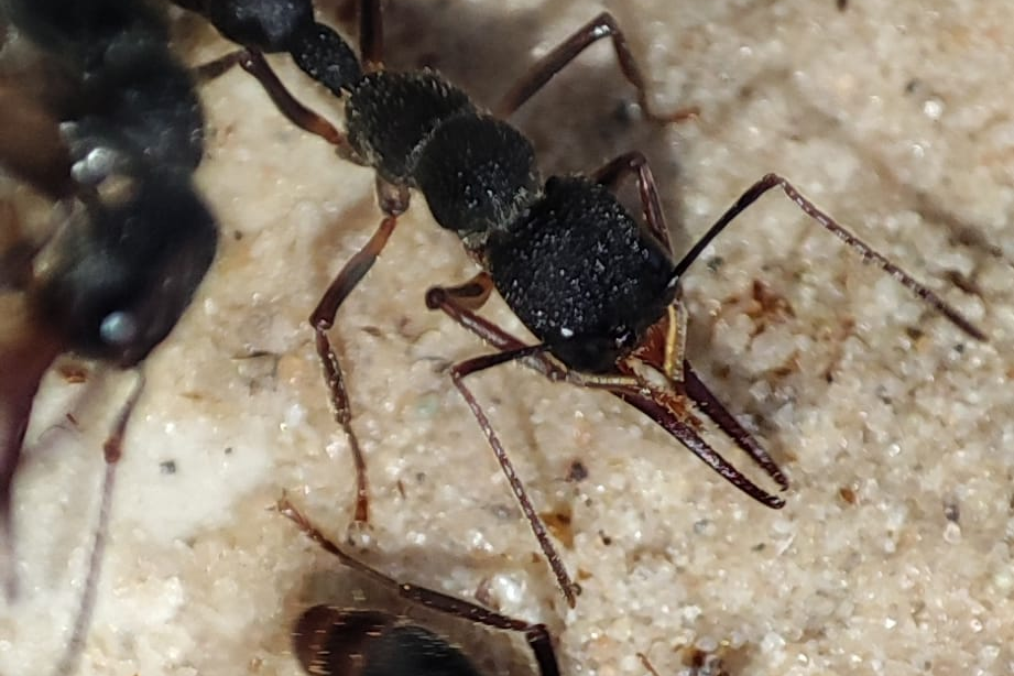 Harpegnathos venator