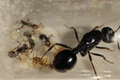 *Messor aciculatus*