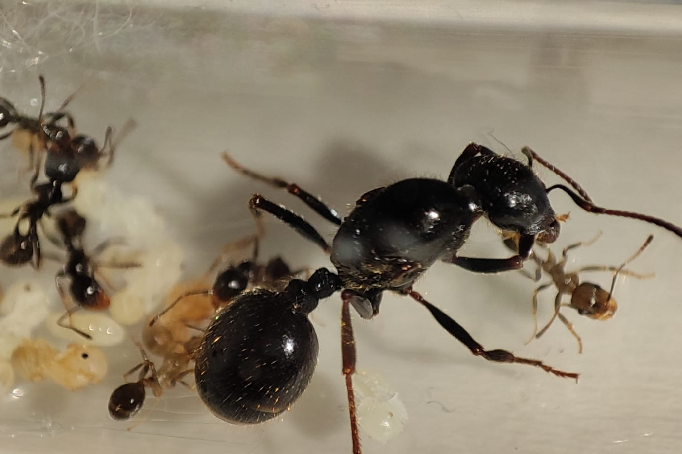 *Messor aciculatus*