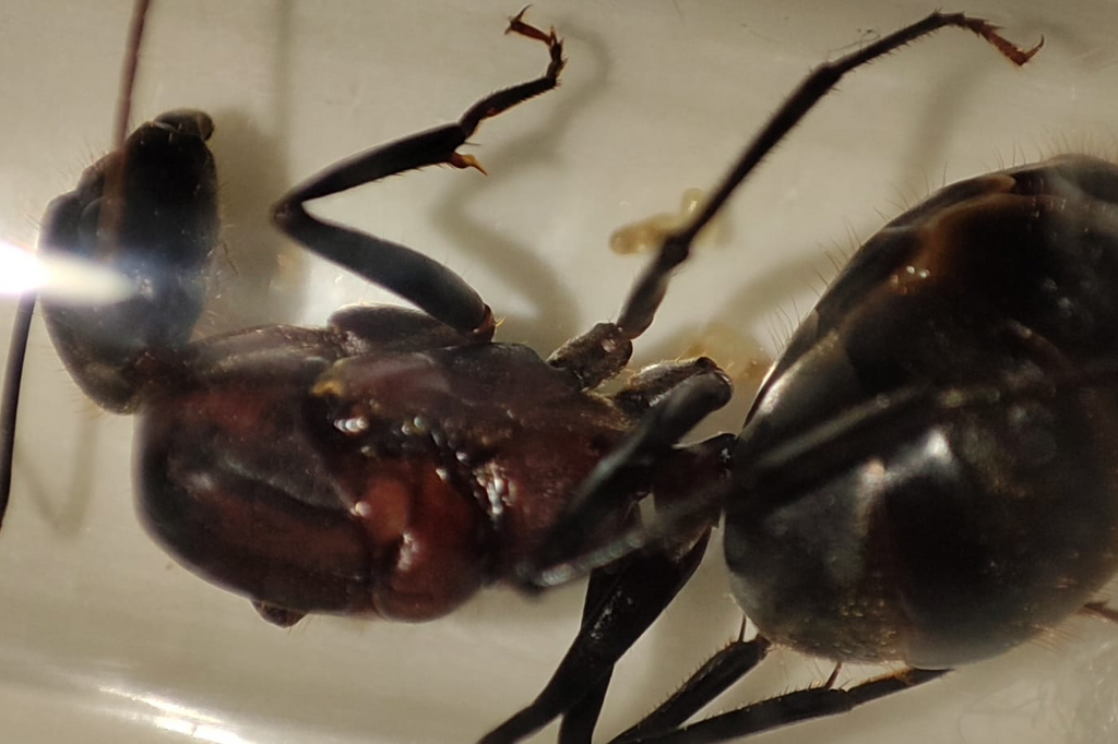 Camponotus angusticollis