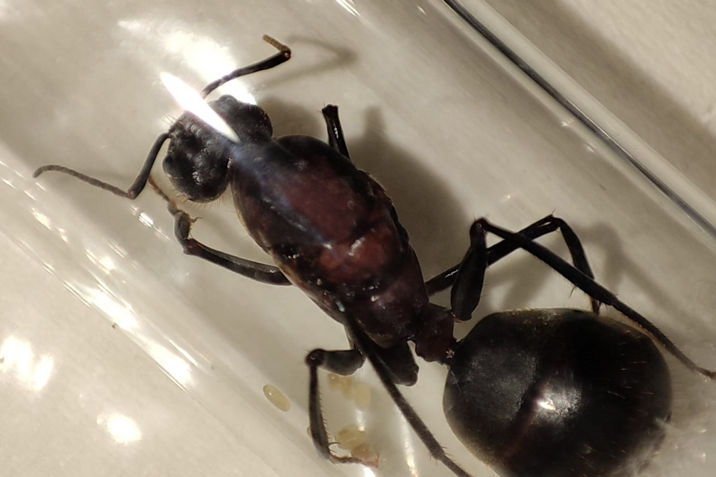 Camponotus angusticollis