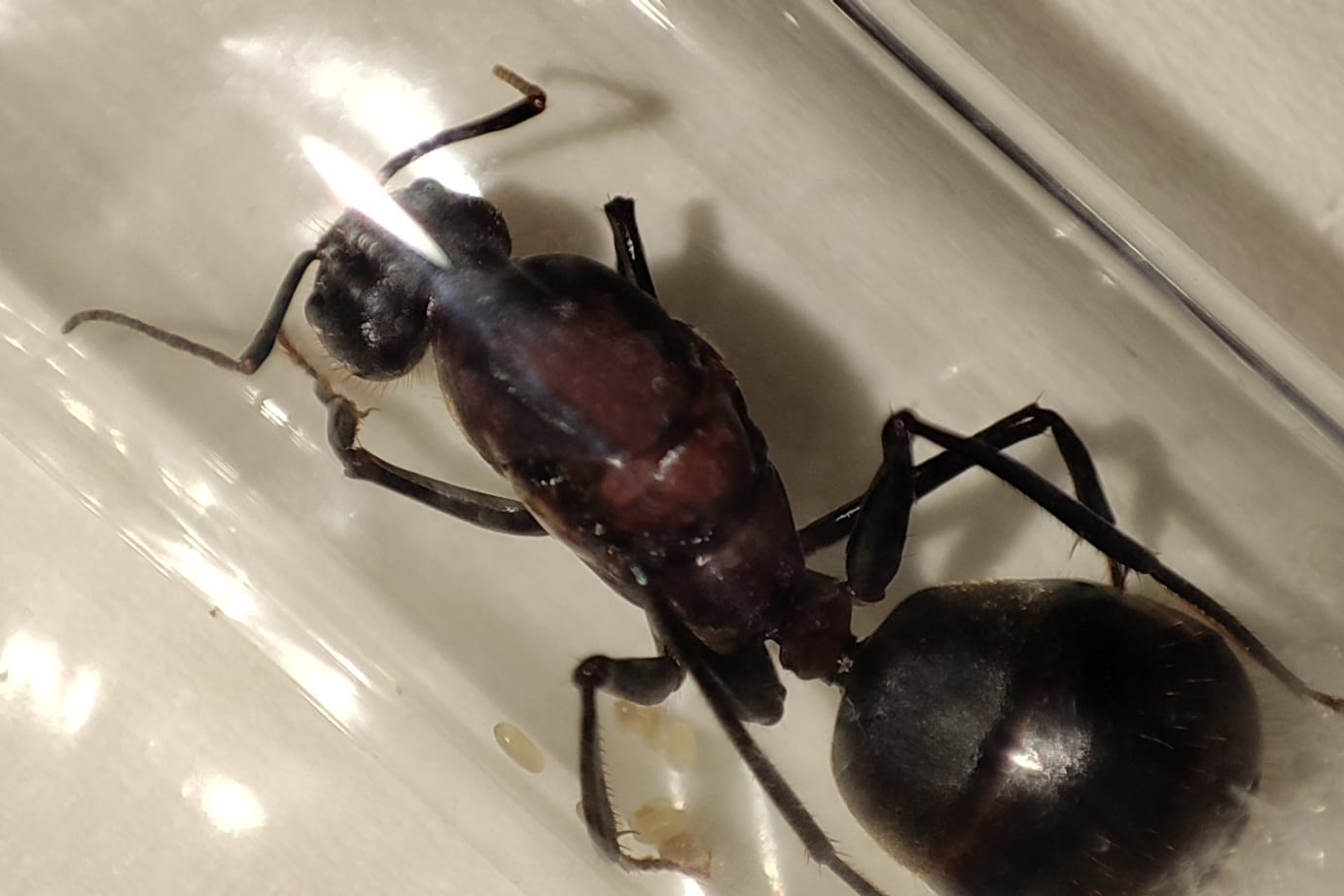 Camponotus angusticollis