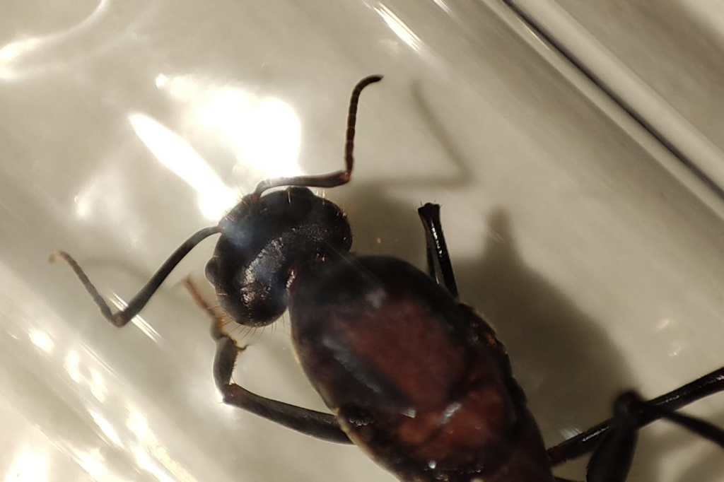 Camponotus angusticollis