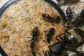 Camponotus pseudolendus