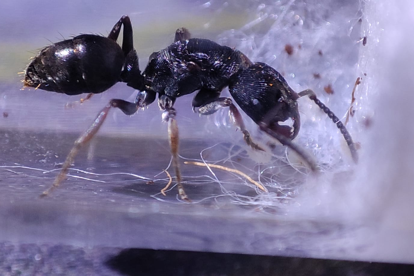 Odontoponera transversa