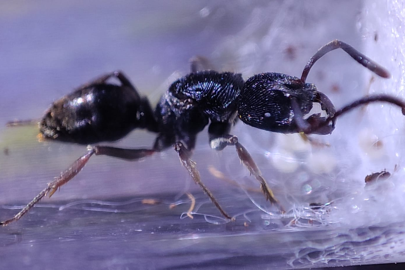 Odontoponera transversa