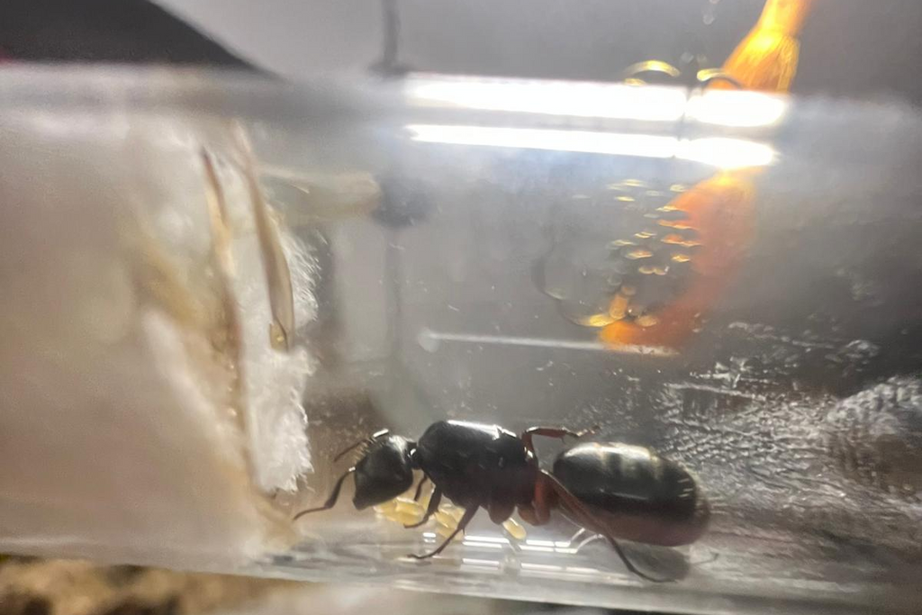Camponotus herculeanus