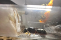 Camponotus herculeanus