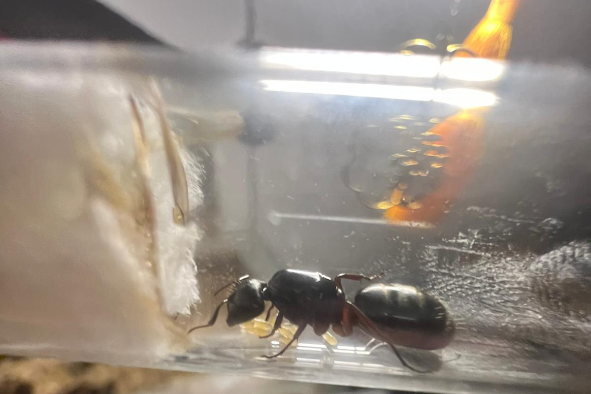 Camponotus herculeanus